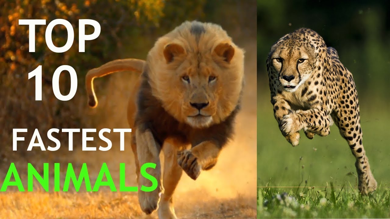 Pin on Top 10 fastest animals in the world