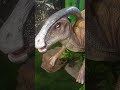 saat nya berpetualang bersama Dinosaurus