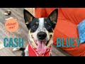 Adoptable Cash Bluey | the Heelin Good Time Cutie