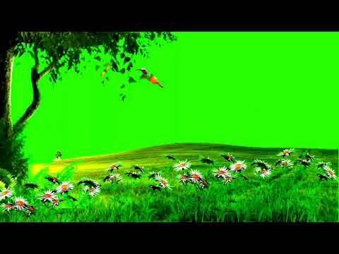 Trees and Birds Green Screen Video. Royalty Free Green Screen Background   Flower Field //HD