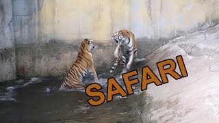 Safari in Kolmården Animal Park in Sweden @MatthiasTidlund