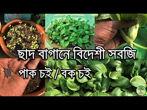 ভিডিও: বক চোই এবং পাক চোই কি একই?