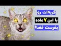 بیش از 7 ماده بی ضرر برای نشئه کردن گربه ها رو بشناس شنگولی گربه 
