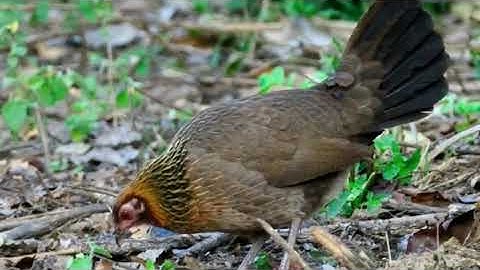 Suab poj qaib tsauj zoo heev dib tuaj zoo 2022 Tiếng gà mái rừng kêu cục tác gọi trống 🔥 2022