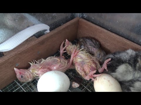 Who shouldn't you buy chickens from?