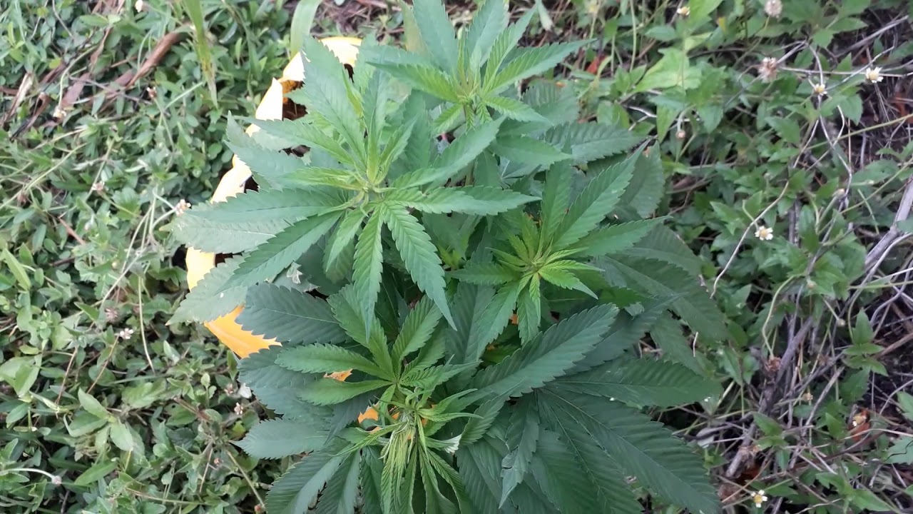 Marijuana plant 24 hour light.. YouTube