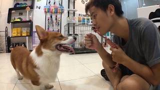 Cách huấn luyện chó cơ bản (#6  Bản Livestream) Dạy cún KHÔNG CẮN ĐỒ | Chi tiết | BossDog
