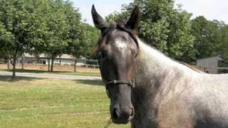 Jolene - Rise And Shine Tennessee Walking Horses Jolene - Rise And Shine Tennessee Walking Horses