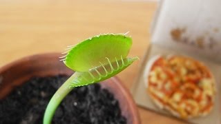 MINI PIZZA for Charlie the Flytrap (miniature reddit margarita)