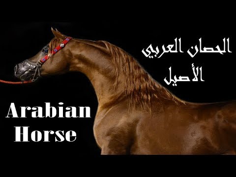 فيديو: الحصان العربي (أو العربي) سلالة هيبوالرجينيك ، الصحة والحياة