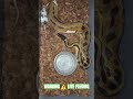 WARNING ⚠️ LIVE FEEDING #warning #live #feed #feeding #livefeed #ballpython #reptiles #wildlife #bp