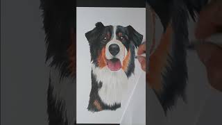 Drawing a Realistic Dog Portrait #drawing #art #dog