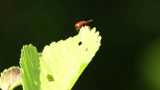 Henicolabus Leaf-rolling Weevil Takeoff ルイスアシナガオトシブミの飛び立ち