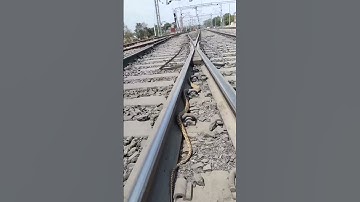 Big snake in Train Line #snakes #wildlife #shortsfeed #shorts #short #shortsviral #reels #ratsnake