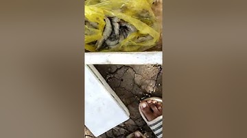 #Câu Cá Nước lợ Tân Phú Đông và chuyến đi phong ba bão táp .