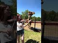 Camel things #explorepage #violin #violintune #fiddlemusic #fiddle #music #animals #musicforanimals
