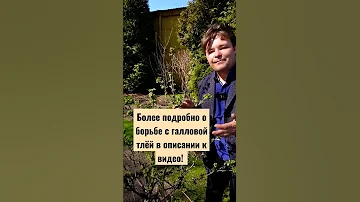 ГАЛЛОВАЯ ТЛЯ на смородине. Если появились листочки будет и ОНА #дача#сад#огород#садиогород