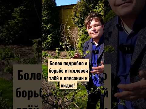 Video: Pyola Insektspray - Information om Pyola Havebrug