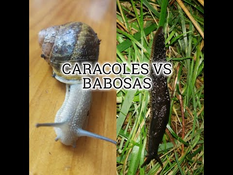 Vídeo: Diferencia Entre Babosas Y Caracoles