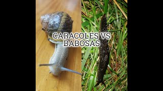 CARACOLES VS BABOSAS