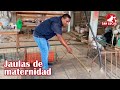 Medidas de jaulas de maternidad para cerdas | Granja San Lucas