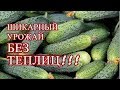 ОГУРЦЫ В ОТКРЫТОМ ГРУНТЕ. ПОСМОТРИТЕ ЭТО ВИДЕО, ЕСЛИ ХОТИТЕ ПОЛУЧИТЬ УРОЖАЙ БЕЗ ТЕПЛИЦ!