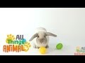 * RABBIT * | Animals For Kids | All Things Animal TV