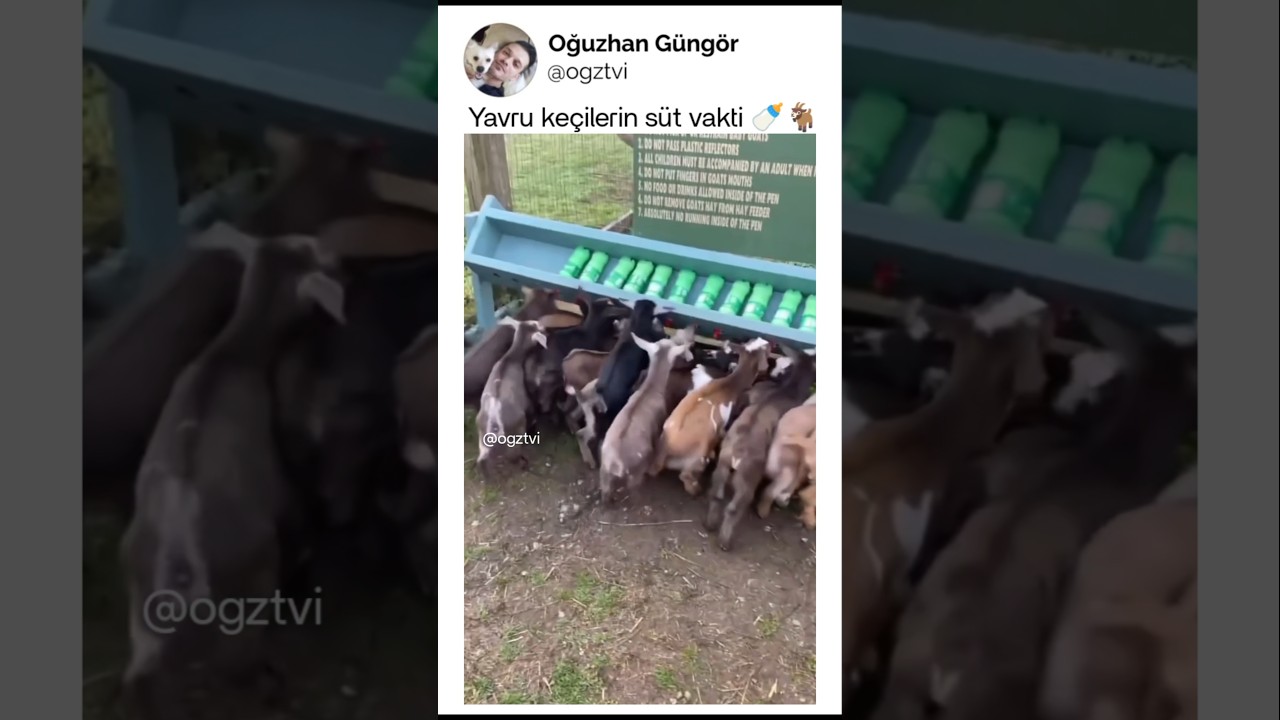 Yavru keçilerin süt vakti