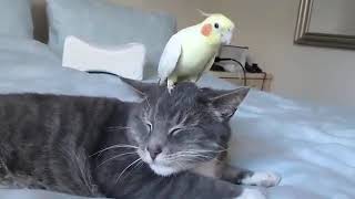Kedi Ile Minik Kuşun Dostluğu Kedinin Başında Kuş