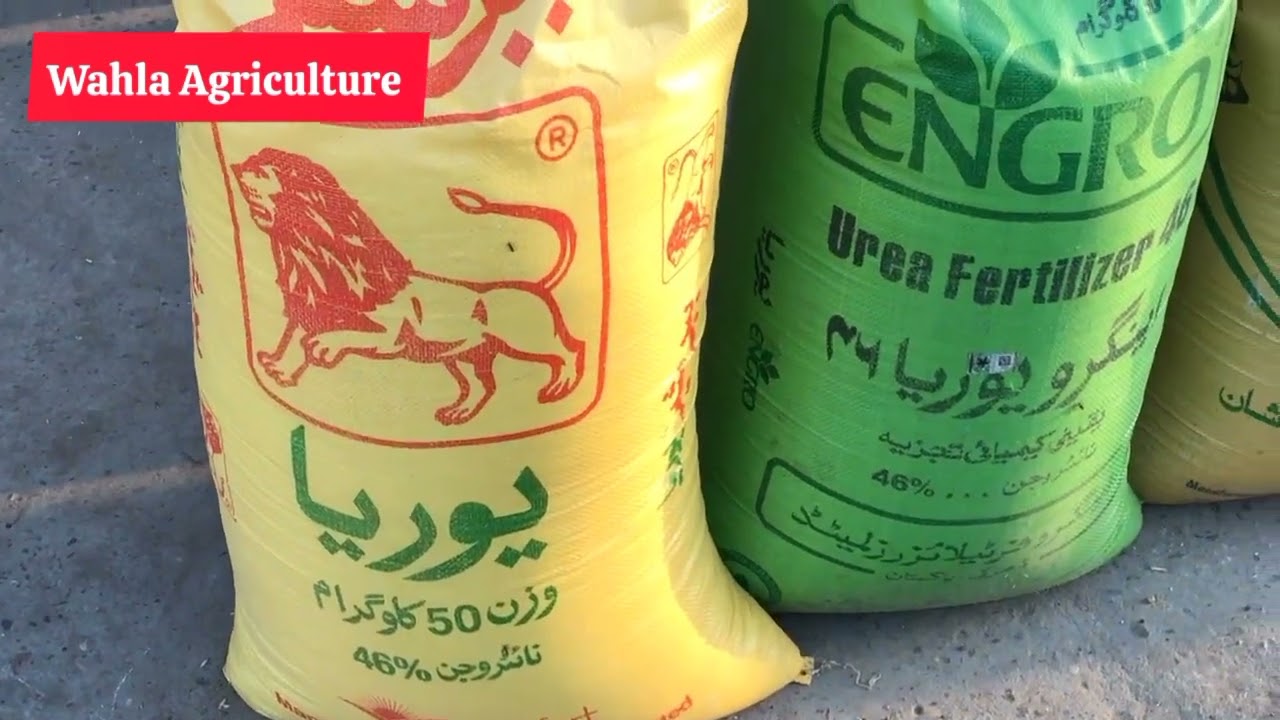 dap subsidy new update