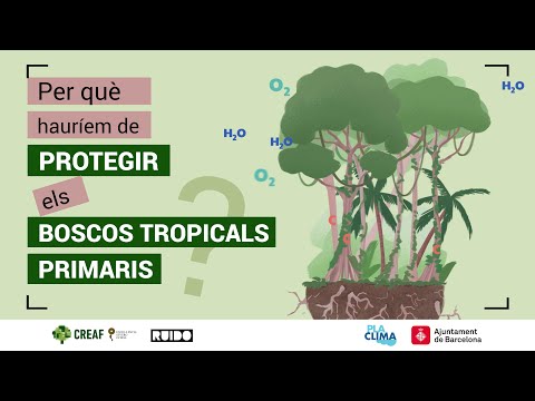 Vídeo: Per què són importants els boscos tropicals per a la medicina occidental?