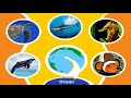 Animal genius pc game ocean no commentary