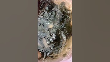 Tép rong và cá bống tượng nuôi vỗ béo, cung cấp cá bống tượng giống và tép giống #guppy #housemusic