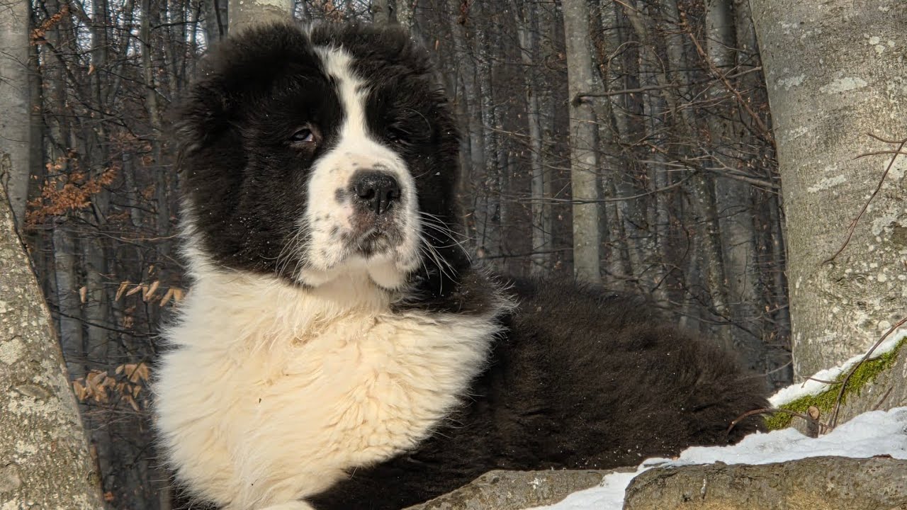Suplimente naturale pentru câini! 