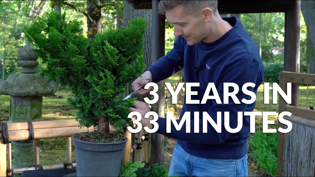 The 3 year progression of a Hinoki cypress Bonsai