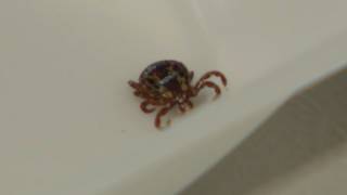 Tick bites surge nationally as experts warn of Lyme disease risk heading into summer