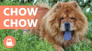 Race De Chien Chow-Chow - Caractéristiques Caractère Et Soins