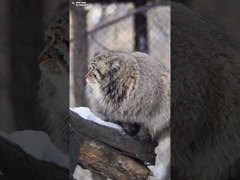 Манул (котенок Евы) сидит на дереве. Новосибирский зоопарк