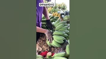 HƯỚNG DẪN CÁCH PHA NẢI CHUỐI ĐƠN GIẢN