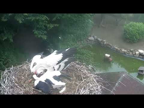 Heddesheim Stork Nest View live cam preview