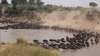 Mara River Crossing of the Great Migration