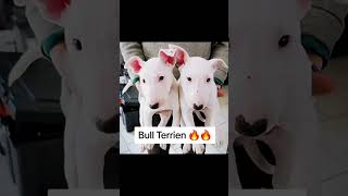 Kira X Louna , Bull Terrier