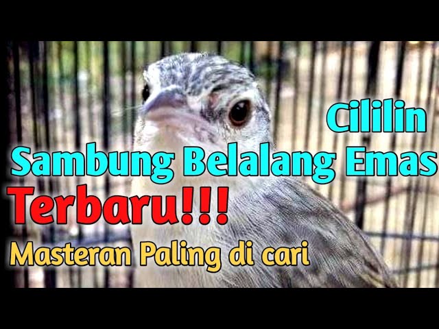 Masteran Cililin sambung Belalang Emas Untuk Ciblek Durasi Panjang || Suara Jernih class=