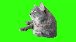 Baby One More Time Cat Meme Green Screen