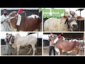 Beautiful Bulls || Rates Video || Madina Cattle Farm