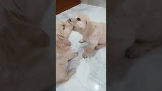 Golden retriever puppies daily routine after their meal