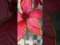 Raz 21" Set of 3 Pink Poinsettia Stem Christmas Tree Accessory F4631081