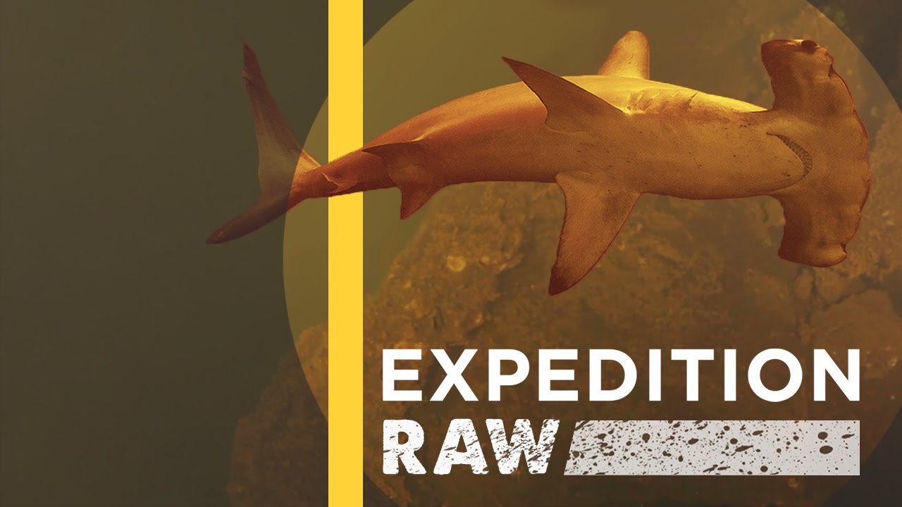 Download Sharks Discovered Inside Underwater Volcano (EXCLUSIVE VIDEO) | Expedition Raw