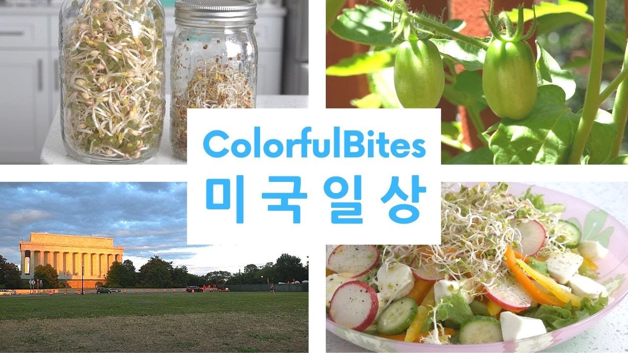New 미국일상 | 병으로 쉽게 새싹 채소 기르는 법 How to Grow Sprouts with a Mason Jar, 워싱턴의 석양 Sunset in Washington DC