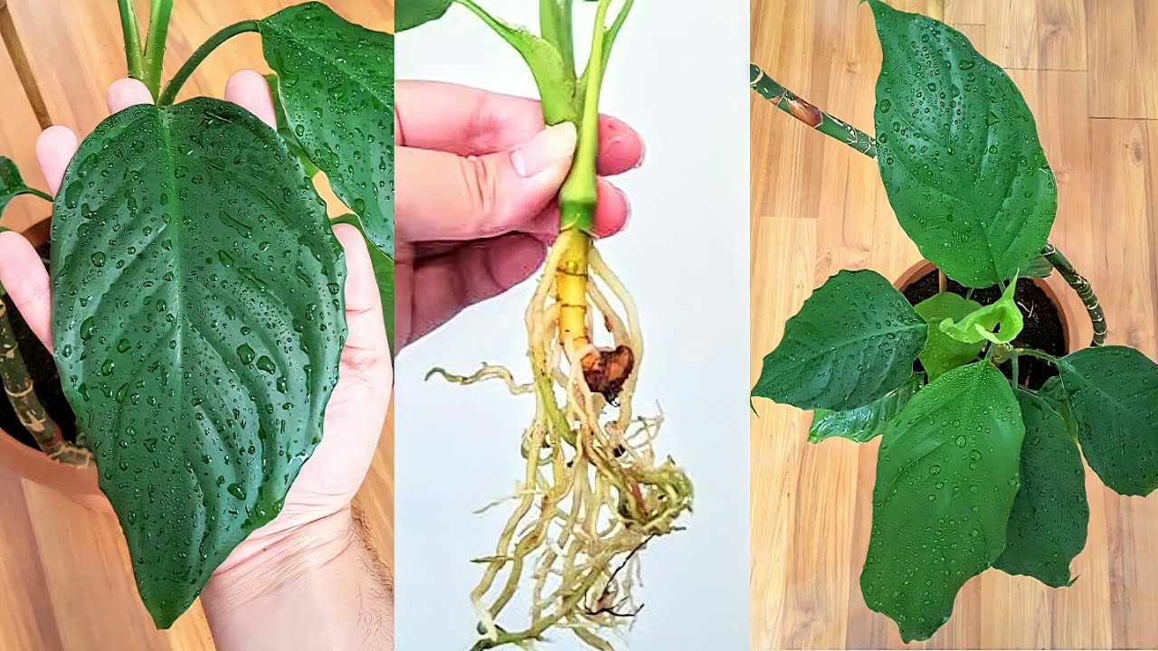 как размножить растение аглаонема